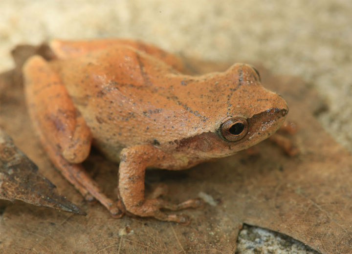 Spring Peeper